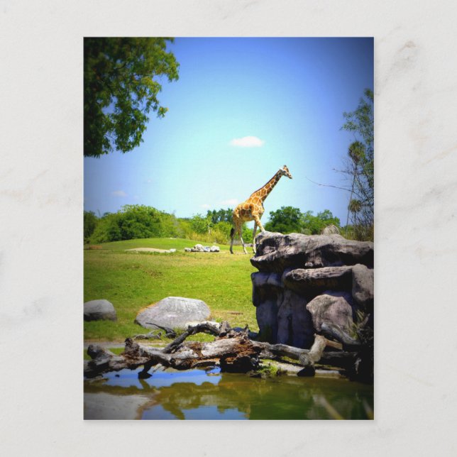 Lonely Giraffe Postkarte (Vorderseite)