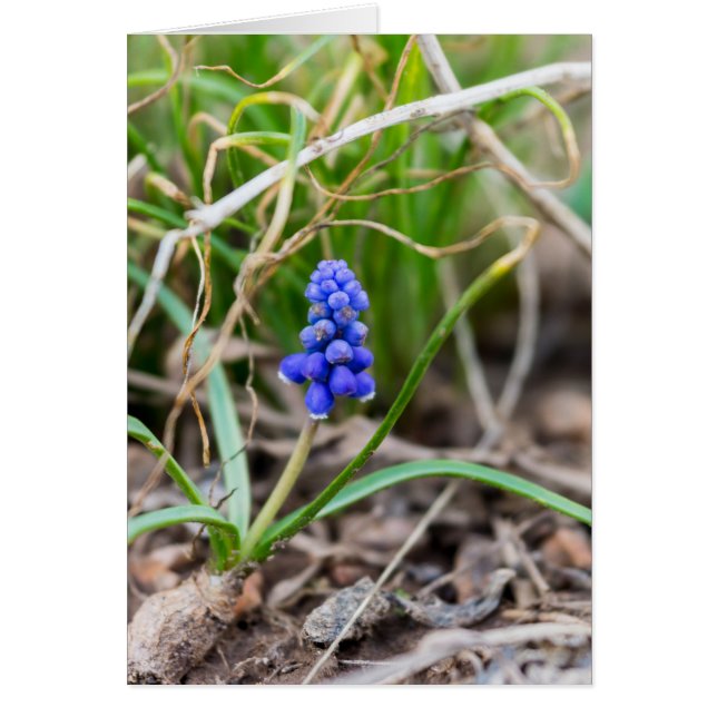 Lonely Grape Hyacinth (Vorne)