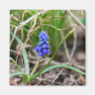 Lonely Grape Hyacinth Magnet