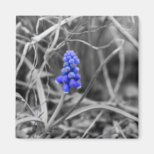 Lonely Grape Hyacinth Wählen Sie die Farbe Magnet