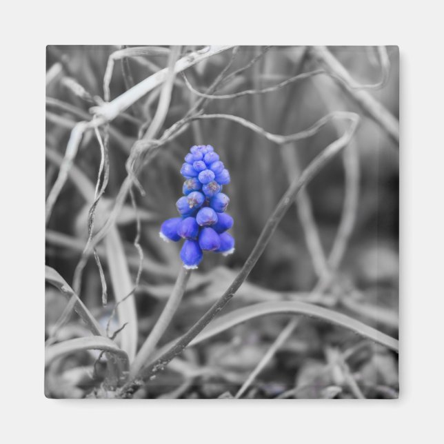 Lonely Grape Hyacinth Wählen Sie die Farbe Magnet (Vorne)