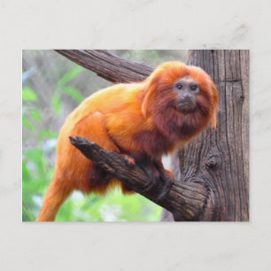 Lonely Red Leaf Monkey Postkarte