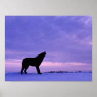 Lonely Wolf