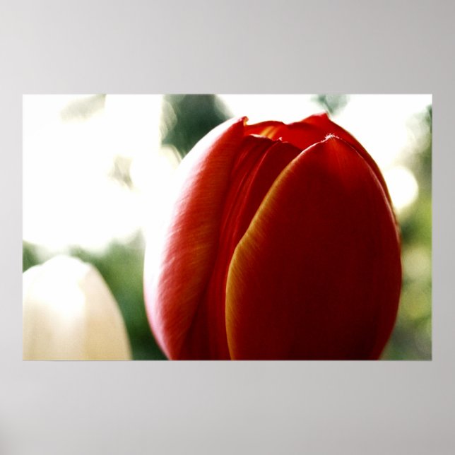 LoneRed Tulip Poster (Vorne)