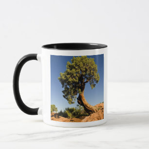 Lonesome Cedar, Deadpour Point Staat Park, Tasse