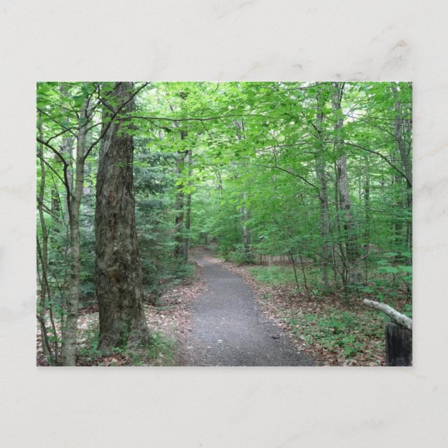 Lonesome Lake Trail New Hampshire Postkarte (Vorderseite)