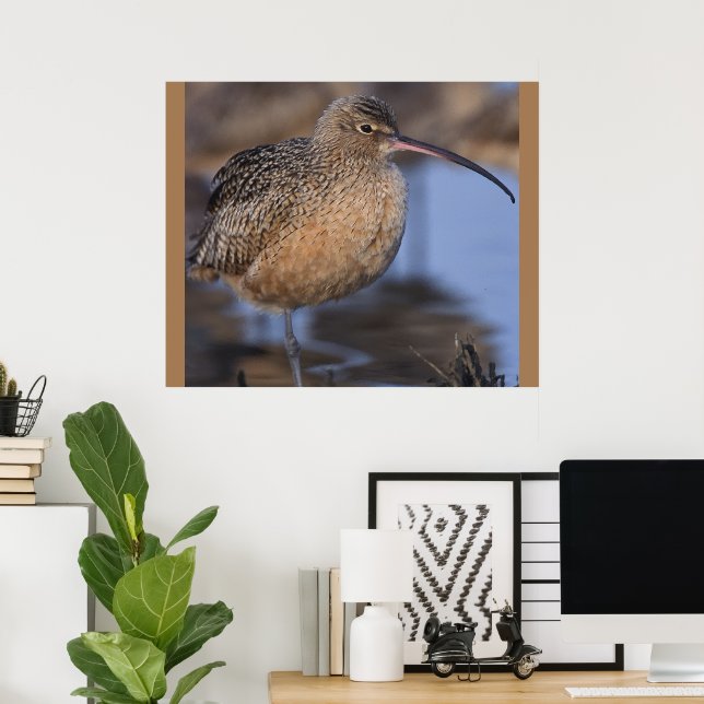 Long Billed Curlew Poster (Heimbüro)
