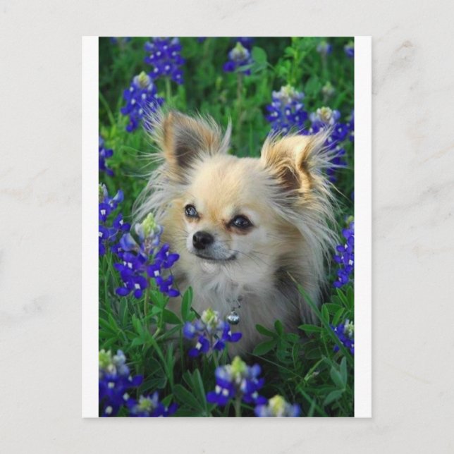 Long Coat Chihuahua in Blue Bonnets Postkarte (Vorderseite)