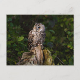Long-eared Owl between leaves Postkarte