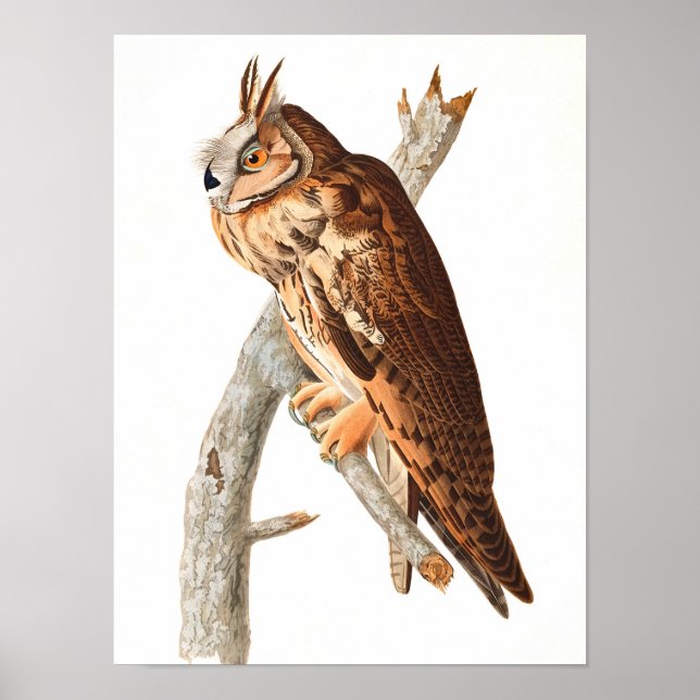 Long Eared Owl von John James Audubon Poster (Vorne)