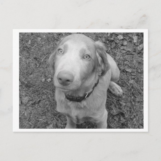 Long Haar Weimaraner Postkarte (Vorderseite)