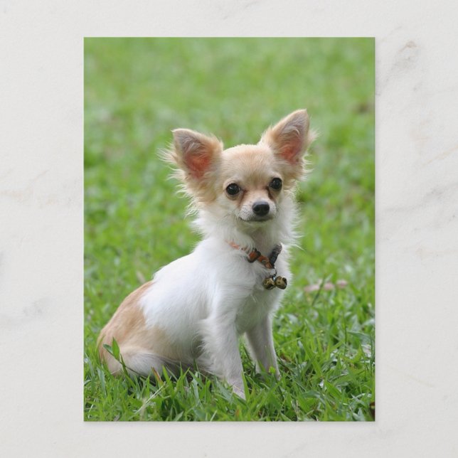 Long Hair Chihuahua Welpe Doppy Post Card Postkarte (Vorderseite)