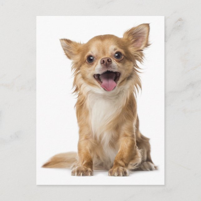 Long Hair Chihuahua Welpe Doppy Post Card Postkarte (Vorderseite)