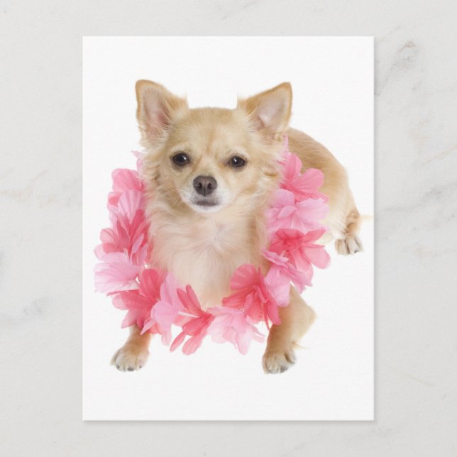 Long Hair Chihuahua Welpe Doppy Post Card Postkarte (Vorderseite)