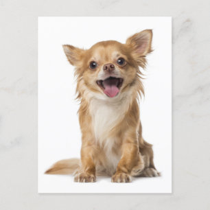Long Hair Chihuahua Welpe Hund Grußkarte Post Card Postkarte