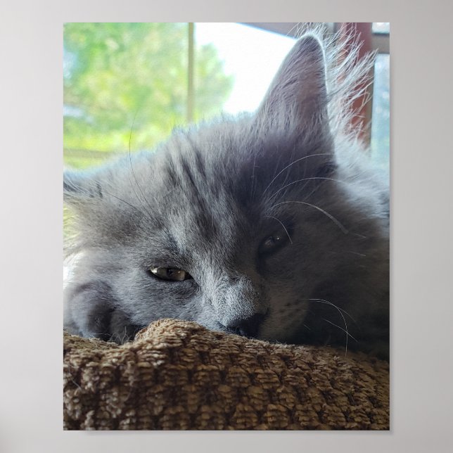 Long Hair Russian Blue Nebelung Cat Poster (Vorne)