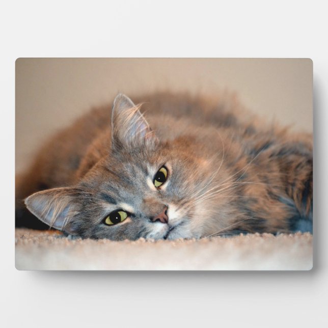 Long Haired Blue Russian Cat by Shirley Taylor Fotoplatte (Vorderseite)