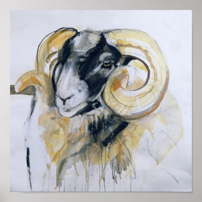 Long Horn Sheep Poster (Vorne)