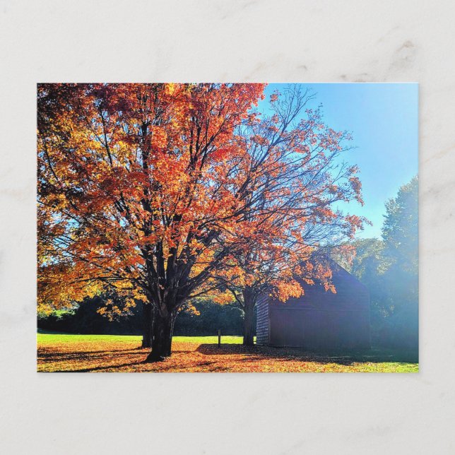 Long Island Herbst Farm Barrio New York Postkarte (Vorderseite)