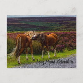 Long Mynd Wild Ponies Postcard Postkarte
