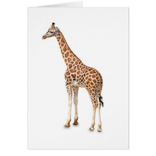 Long Neck Giraffe (Vorne)