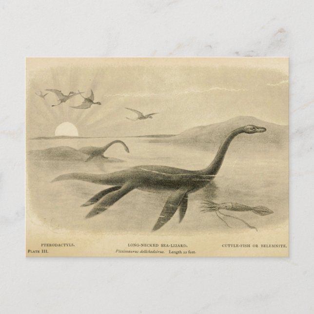 Long Neck Sea Lizard Zoological Sketcard Postkarte (Vorderseite)