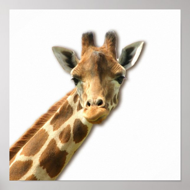 Long Necked Giraffe Poster (Vorne)