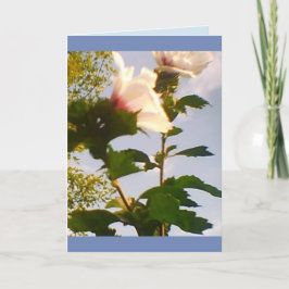 Long Steam White Roses Karte
