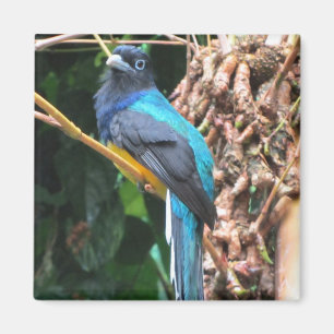 Long Tail Blue Bird Magnet