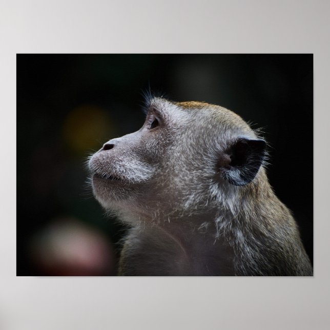 Long-Tailed Macaque Close-Up Poster (Vorne)