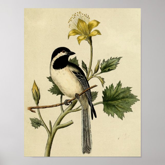 Long Tails Chickadee Poster (Vorne)