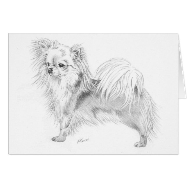 Longcoat Chihuahua - stehend (Vorderseite (Horizontal))