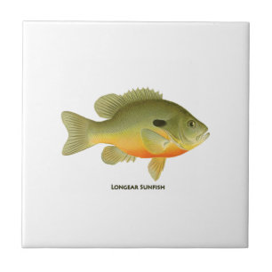 Longear Sunfish Fliese