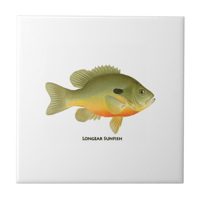 Longear Sunfish Fliese (Vorderseite)