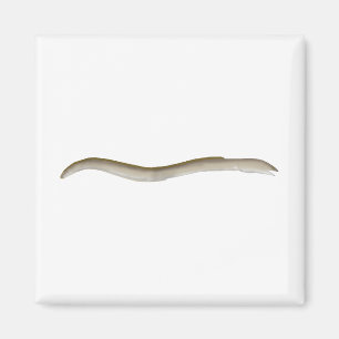 Longfin Snake-ael Magnet