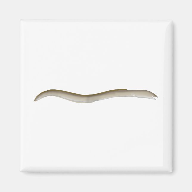 Longfin Snake-ael Magnet (Vorne)