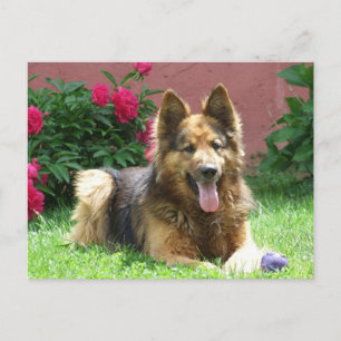 Longhair German Shepherd Postkarte
