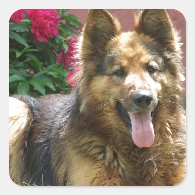 Longhair German Shepherd Quadratischer Aufkleber (Vorderseite)