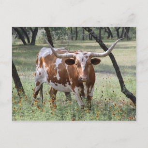 Longhorn (Begriffsklärung) Postkarte