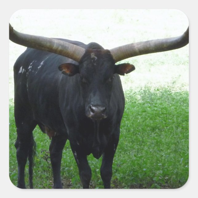 Longhorn Bull Sticker (Vorderseite)
