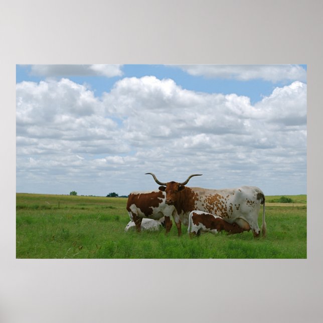 Longhorn Cattle in Kansas Poster (Vorne)
