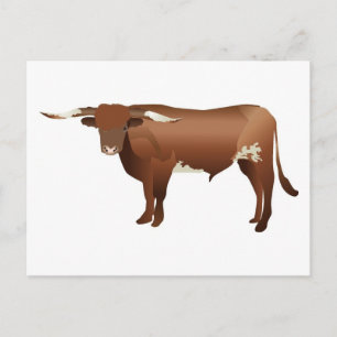 Longhorn Cattle Postkarte