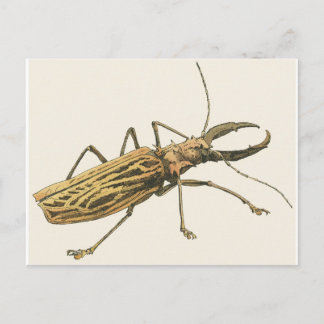 Longhorn Käfer Postkarte