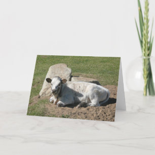 Longhorn-Kalb-Karte - Leere Karte