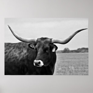 Longhorn Kuh Fotografie Print Poster