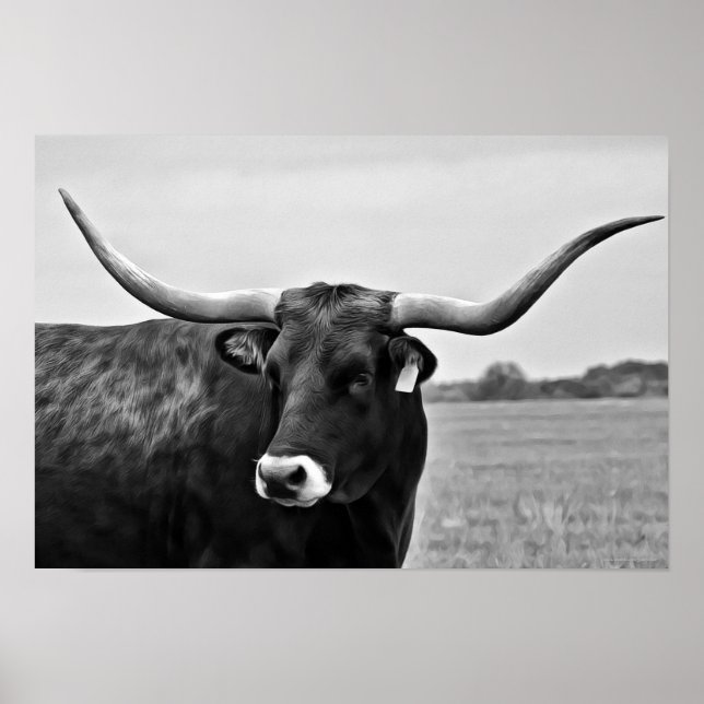 Longhorn Kuh Fotografie Print Poster (Vorne)