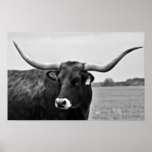 Longhorn-Kuh-Fotokunst-Druck Poster