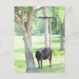 Longhorn Kuh Port Charlotte Florida Postkarte