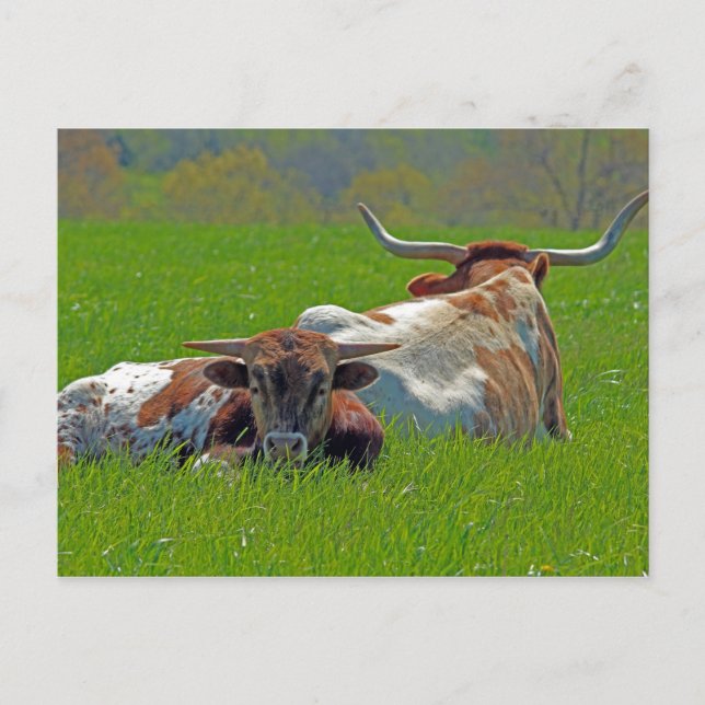 Longhorn Postkarte (Vorderseite)