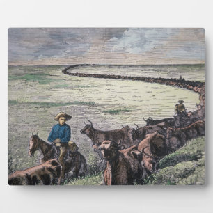 Longhorn-Rinder fahren von Texas nach Abilene, Kan Fotoplatte